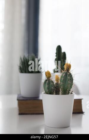 Cactus de fleur jaune en pot blanc. En arrière-plan, deux autres cactus flous sont au-dessus d'un vieux livre violet. Banque D'Images