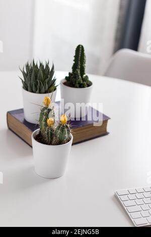 Trois cactus absorbants par rayonnement enrobés dans des pots blancs. Le cactus focalisé au premier plan a trois cocons jaunes. Les deux autres sont au-dessus d'un ancien bl Banque D'Images