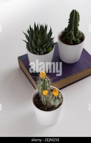 Vue en hauteur de trois cactus en pots blancs. Le cactus au premier plan a trois cocons jaunes. Les deux autres sont sur un vieux purpl flou Banque D'Images