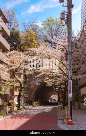 tokyo, japon - avril 06 2020 : les cerisiers fleurissent des arbres le long de la route menant au tunnel du plus haut mont de Tokyo, le Mont ATAGO célèbre pour les escaliers Banque D'Images