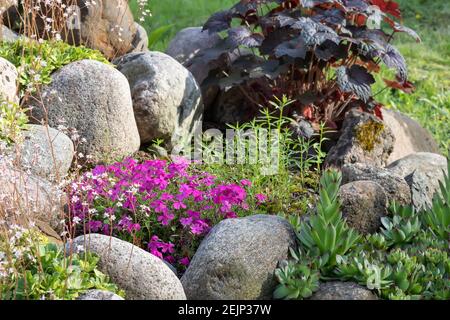 Diverses plantes vivaces dans une petite rockery dans un jardin d'été. Banque D'Images