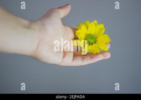 main de femme tenant une marguerite jaune Banque D'Images