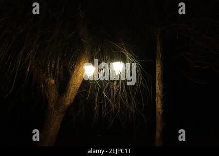 lanterne dans la nuit, illumine les branches d'arbre Banque D'Images