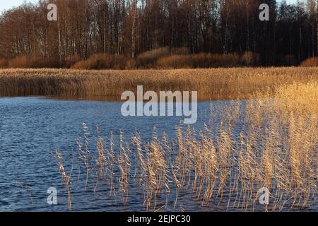 Lac avec roseaux dorés et arbres au coucher du soleil en automne - magnifique paysage d'automne. Banque D'Images