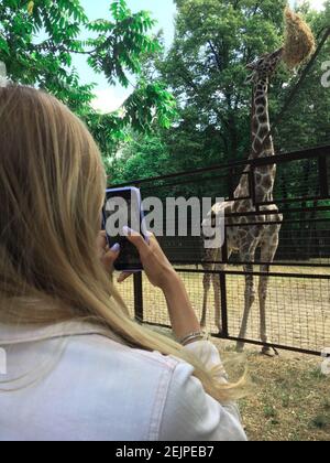 fille prend une photo de girafe sur son smartphone Banque D'Images