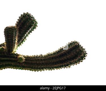 Silhouettes de cactus longs macro en contre-jour, au foyer, épines tranchantes Banque D'Images