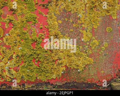 Lichens de crustacés blancs et gris mûrs qui poussent paissamment sur des machines agricoles peintes en rouge rouille à Cumbria, en Angleterre, au Royaume-Uni Banque D'Images