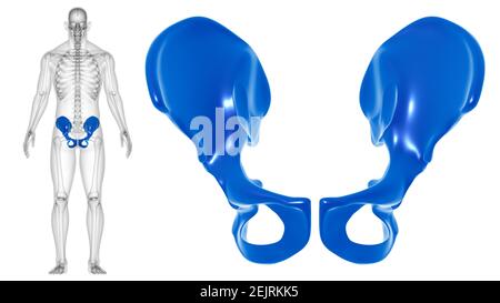 Hanche du squelette humain ou anatomie pelvienne de l'os pour le concept médical Illustration 3D Banque D'Images