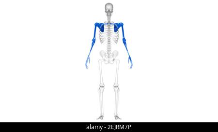 Squelette humain membres supérieurs Anatomie 3D Illustration Banque D'Images