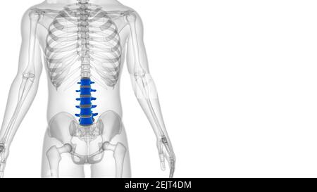 Squelette humain colonne vertébrale vertèbre lombaire Anatomie 3D Illustration Banque D'Images