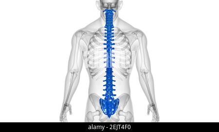 Squelette humain colonne vertébrale vertèbre Anatomie 3D Illustration Banque D'Images