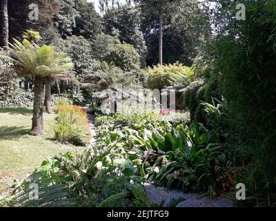 des palmiers et des nénuphars orange bordent un chemin Banque D'Images