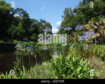 hortensias au bord d'un lac tranquille en été Banque D'Images