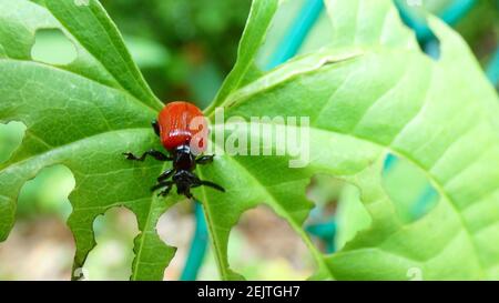 Coccinelle sur une belle bannière en forme de coeur de plante de feuille de nature modèle d'arrière-plan d'image Banque D'Images