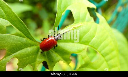 Coccinelle sur un fond de plante sauvage en forme de coeur modèle d'arrière-plan de bannière d'image Banque D'Images