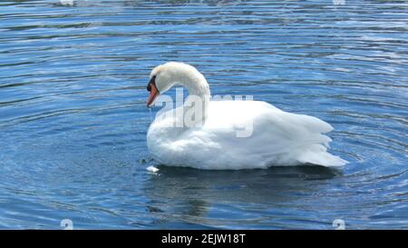 White Swan nageant sur Lake Eola Park Orlando Florida photo Modèle d'arrière-plan d'image Banque D'Images