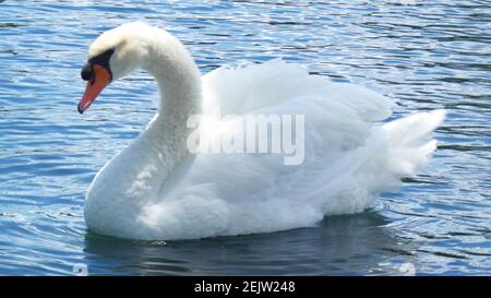 White Swan nageant sur Lake Eola Park Orlando Florida photo Modèle d'arrière-plan d'image Banque D'Images