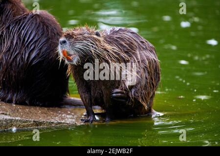 Castor eurasien (fibre de ricin) assis sur une roche près de l'eau Banque D'Images