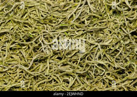 Spanish Moss (Tillandsia usneoides) gros plan directement au-dessus. Plante épiphyte tropicale originaire des Amériques, du Mexique et du Queensland en Australie. Banque D'Images