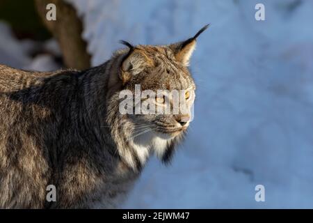 Le lynx du Canada (Lynx canadensis). Prédateur vivant dans les territoires du nord des États-Unis et du Canada. Scène du Wisconsin. Banque D'Images