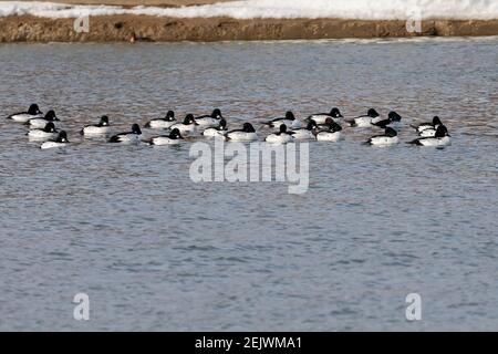 L'oeil d'or commun (Bucephala clangula). Canards de mer pendant la migration sur la rivière. Banque D'Images