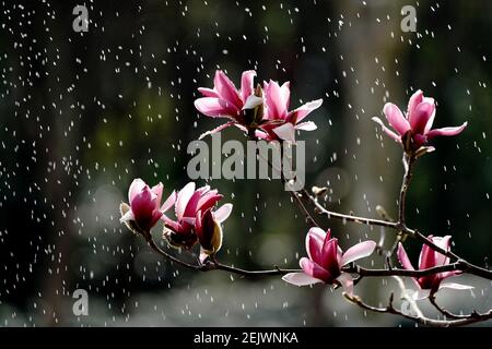 Pékin, Chine. 22 février 2021. Photo prise le 22 février 2021 montre des fleurs de magnolia dans un parc de Shanghai, en Chine orientale. Credit: Zhang Jiansong/Xinhua/Alay Live News Banque D'Images