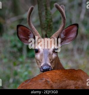 Un buck de cerf à queue blanche (Odocoileus virginianus) avec des bois recouverts de velours pose au soleil d'été. Banque D'Images