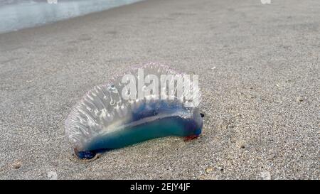 Un méduse portugais de guerre sur une plage de l'océan Atlantique en Floride. Banque D'Images