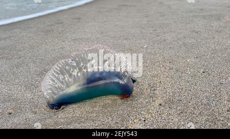 Un méduse portugais de guerre sur une plage de l'océan Atlantique en Floride. Banque D'Images