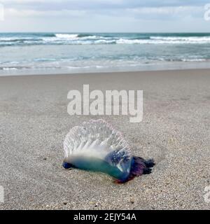 Un méduse portugais de guerre sur une plage de l'océan Atlantique en Floride. Banque D'Images