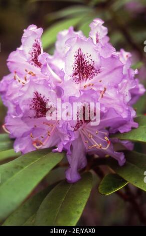 GROS PLAN DE LA FLEUR DE RHODODENDRON BUSH. Banque D'Images