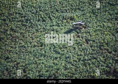 Colline couverte de plantes d'ananas, avec un petit refuge de fermiers couvert dans le coin supérieur droit. Nord du Laos. Banque D'Images