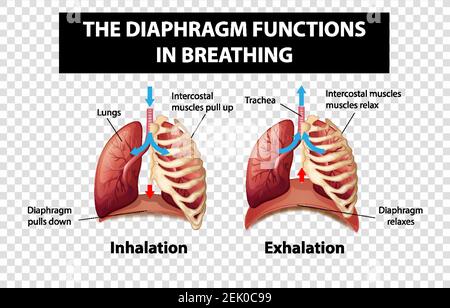 Schéma illustrant les fonctions du diaphragme en respiration sur fond transparent Illustration de Vecteur