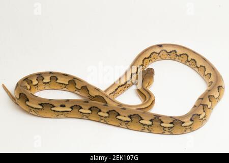 serpent python réticulé au tigre de platine Banque D'Images