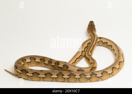 serpent python réticulé au tigre de platine Banque D'Images