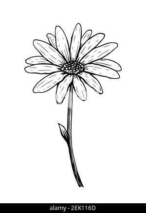 Fleur en forme de pâquerette isolée sur fond blanc. Esquisse de camomille. Illustration vectorielle dessinée à la main dans un style de dessin au trait. Illustration de Vecteur