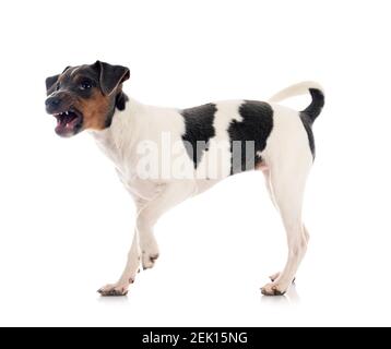 Terrier brésilien in front of white background Banque D'Images