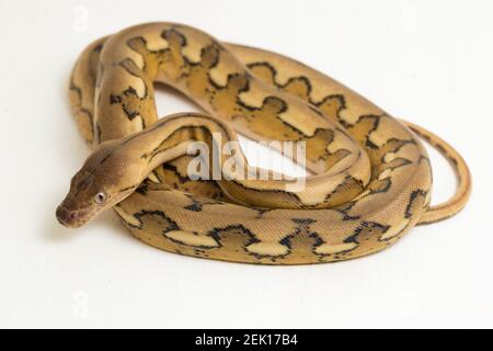 serpent python réticulé au tigre de platine Banque D'Images