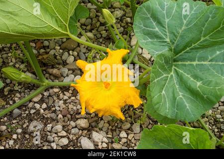 Les fleurs d'une plante de courge butternut poussant à Friuli-Venezia Giulia, dans le nord-est de l'Italie Banque D'Images