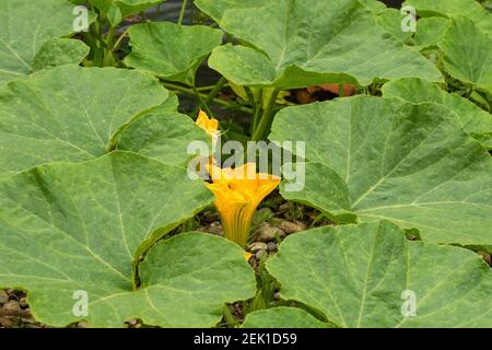 Les fleurs d'une plante de courge butternut poussant à Friuli-Venezia Giulia, dans le nord-est de l'Italie Banque D'Images