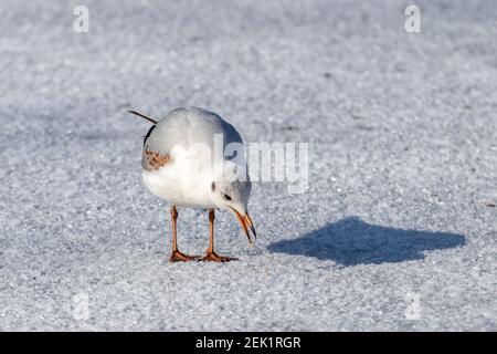 Mouette commune (Larus canus) marchant sur la glace. Jour d'hiver ensoleillé Banque D'Images