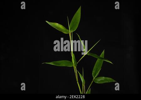 Bambou vert isolé (Phyllostachys bissettii) avec lumière blanche filtrée sur fond noir Banque D'Images