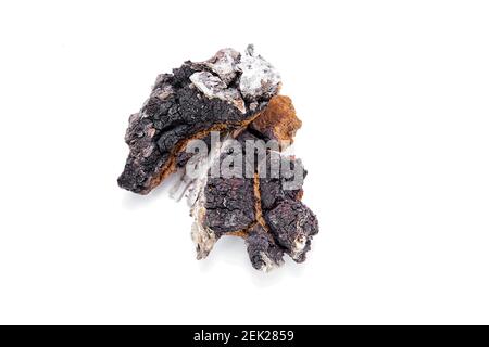Bouleau chaga sur fond blanc. Collecte de matières premières médicinales Banque D'Images