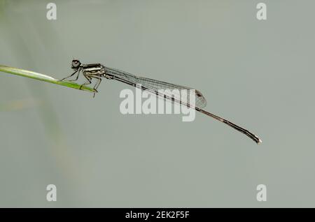 Queue de cheval noire Damselfly, Prodasineura autumnalis, sur la feuille, Klungkung, Bali, Indonésie Banque D'Images