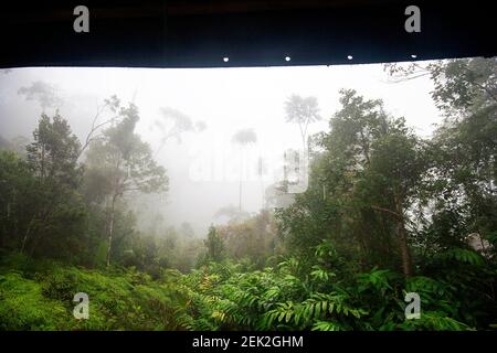 Forêt tropicale dans la brume, Marojejy, Madagascar Banque D'Images