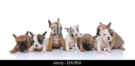 adorable famille de sept petits chiots français de bouledogue regardant à côté, en bas, assis et s'allonger sur fond blanc en studio Banque D'Images