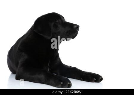 un chien retriever du labrador sucré allongé et qui se dévisse le sien affaires sur fond blanc Banque D'Images