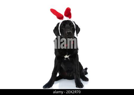 mignon labrador retriever chien se sentant ennuyé, portant des oreilles de lapin et de noeud papillon sur fond blanc Banque D'Images