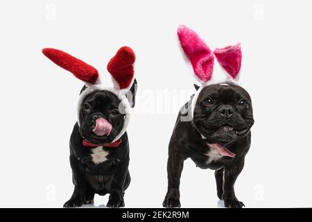 deux magnifiques chiens de boudogue français portant des bandeaux avec des oreilles de lapin, léchant la bouche et se sentant heureux Banque D'Images