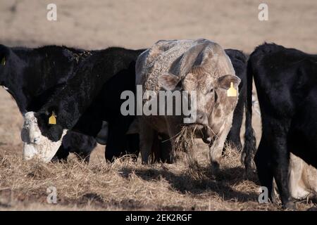 Les vaches de bœuf commerciales mangeant du foin hors du sol dans un pâturage en sommeil en Alabama en février. Banque D'Images